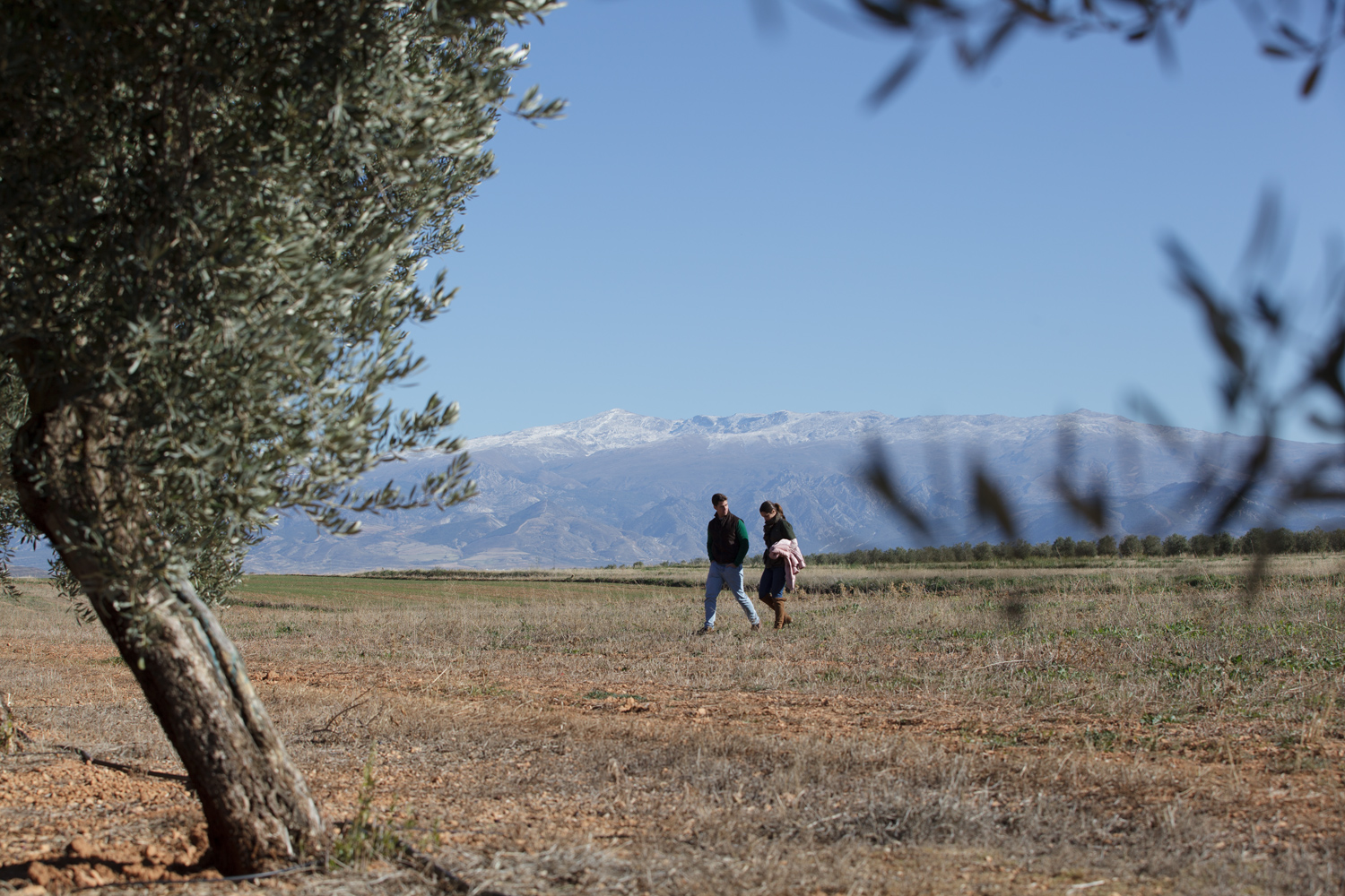 Fotografie aus dem Olivenhain von O-Med auf die naheliegende Sierra Nevada